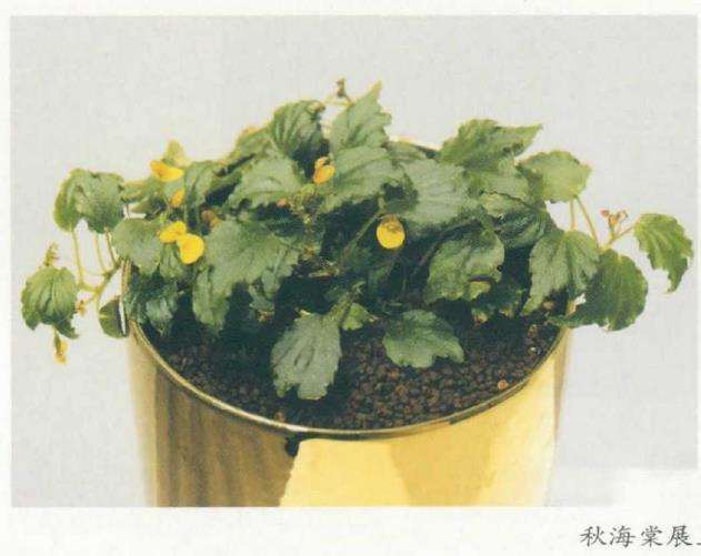 中国野生植物保护协会秋海棠专业委员会成立