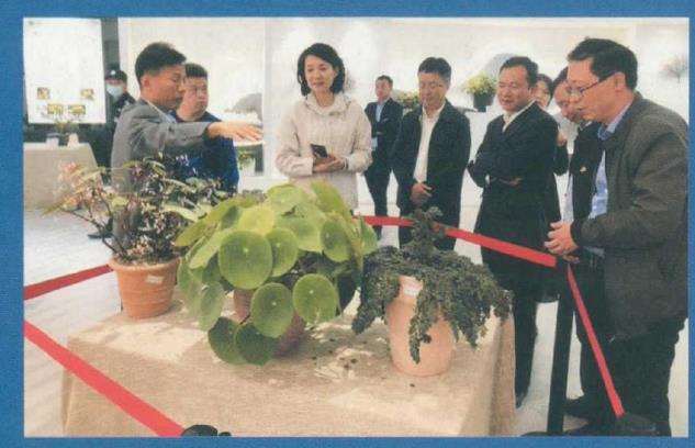 中国野生植物保护协会秋海棠专业委员会成立