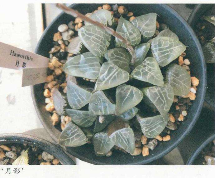 瓦苇多肉怎么正确命名的3个规则