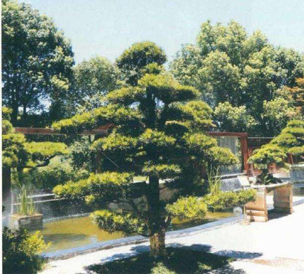 盆景与城市园林景观之间有什么关系