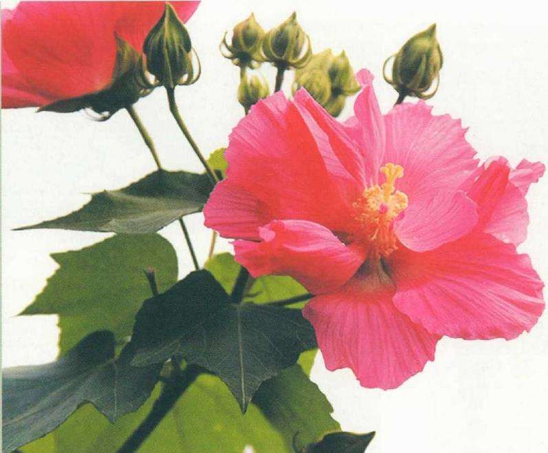 秋末美蓉独自芳