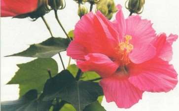 为什么历代文人墨客歌咏芙蓉的诗文甚多