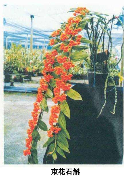 石斛兰花的品种有哪些 看这8种 图片