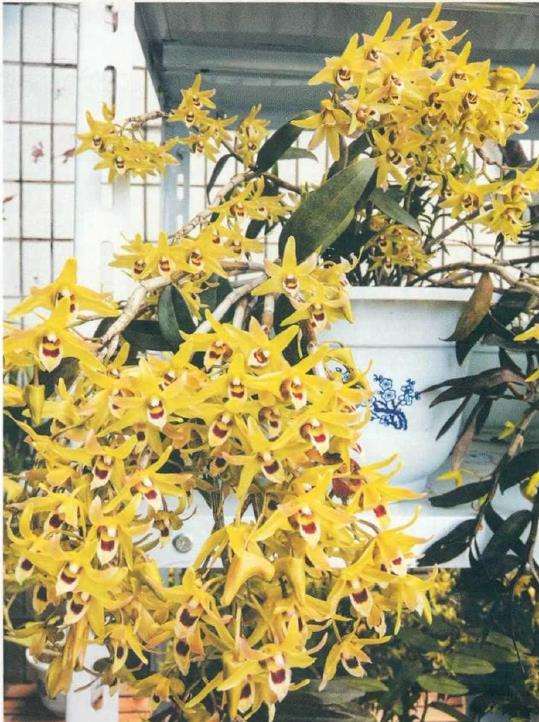 石斛兰花的品种有哪些 看这8种 图片