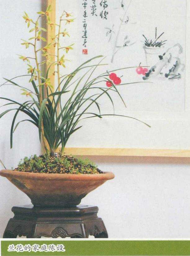 阳台养兰花怎么通风光照的3个方法