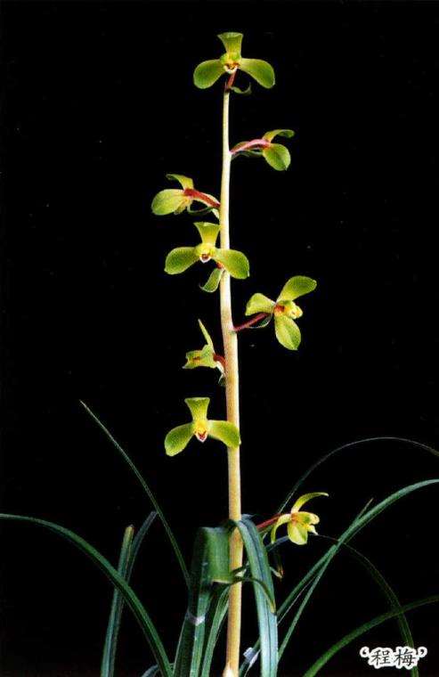 阳台养兰花怎么翻盆分盆的3个方法