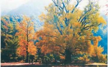 一年中银杏呈现那一抹最绚丽的色彩之时