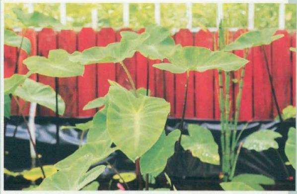 走进这座花园就感到主人绝对是造景高手