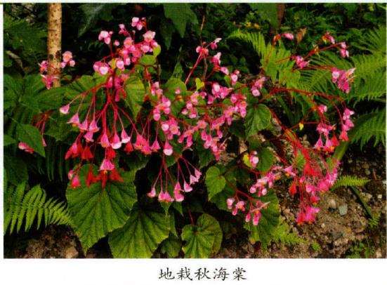国产秋海棠果实果翅的形态多样性