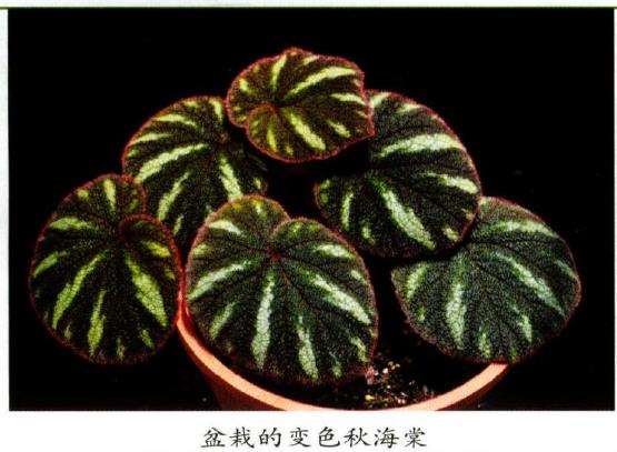 国产秋海棠果实果翅的形态多样性