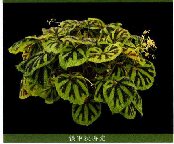 国产秋海棠花被颜色和数目多样性