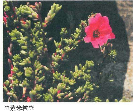 马齿苋科多肉植物有哪些 看这8种