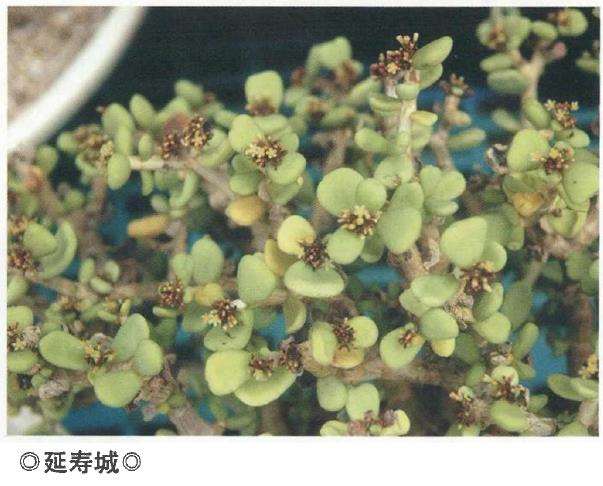 马齿苋科多肉植物有哪些