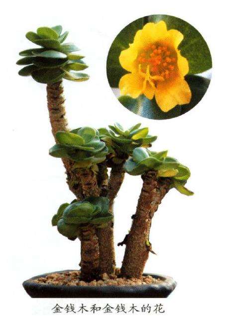 马齿苋科多肉植物有哪些