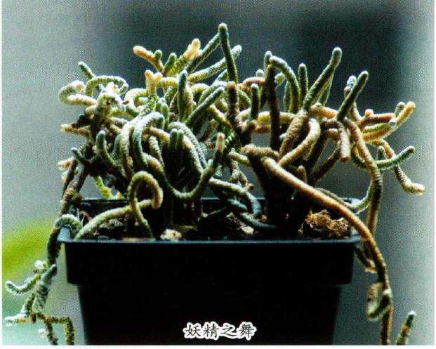 马齿苋科多肉植物有哪些 看这8种