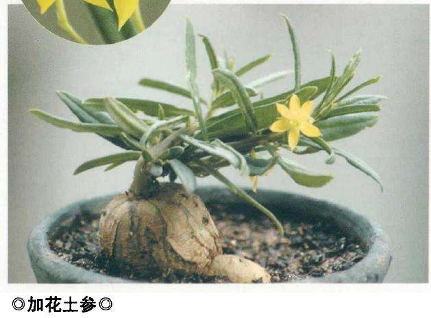 马齿苋科多肉植物有哪些 看这8种