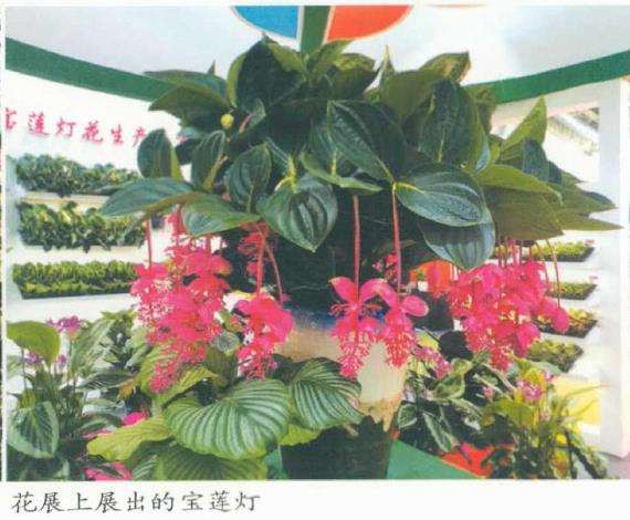 第二十二届北京国际花卉园艺展览会