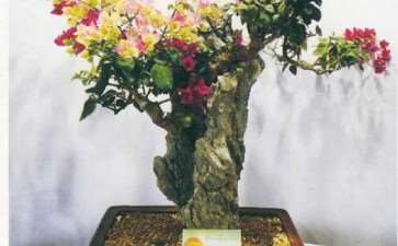 三角梅产业与文化的3个思考 图片