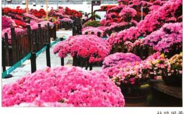 为什么湘潭盘龙大观园以花卉为特色