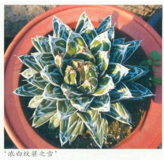 笹之雪多肉的主要品种及近似种