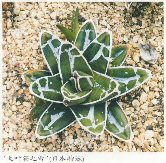 笹之雪多肉的主要品种及近似种