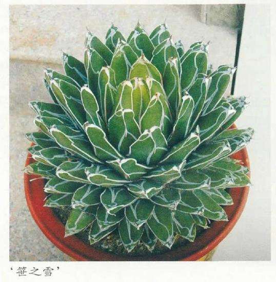 笹之雪多肉的主要品种及近似种