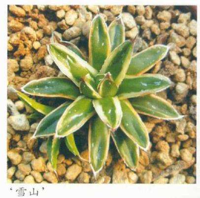 笹之雪多肉怎么繁殖养护