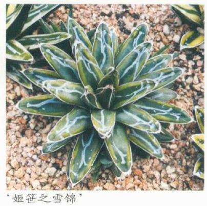 笹之雪多肉怎么繁殖养护