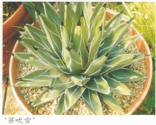 笹之雪多肉怎么繁殖养护