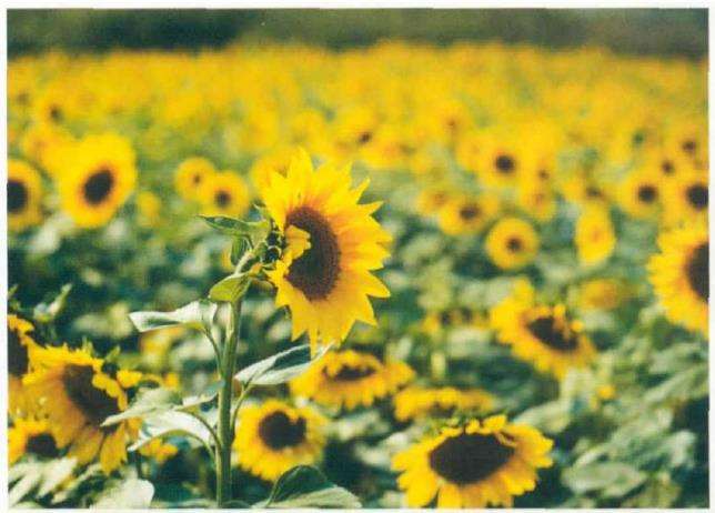 向阳而生 灼灼于人 杭州的向日葵