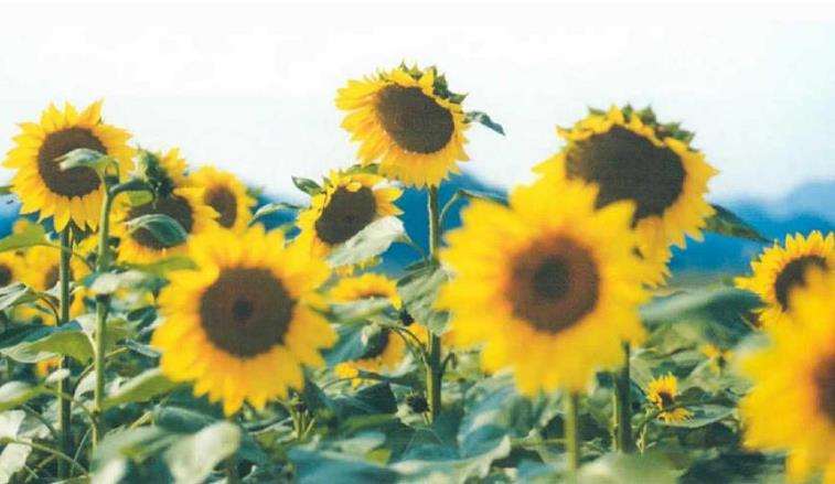 向阳而生 灼灼于人 杭州的向日葵