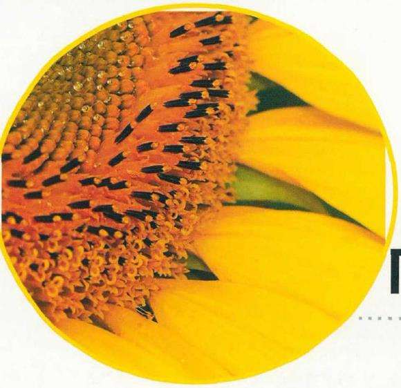 向阳而生 灼灼于人 杭州的向日葵 图片