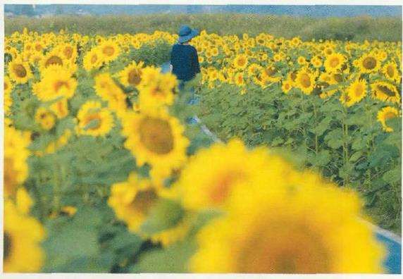 向阳而生 灼灼于人 杭州的向日葵