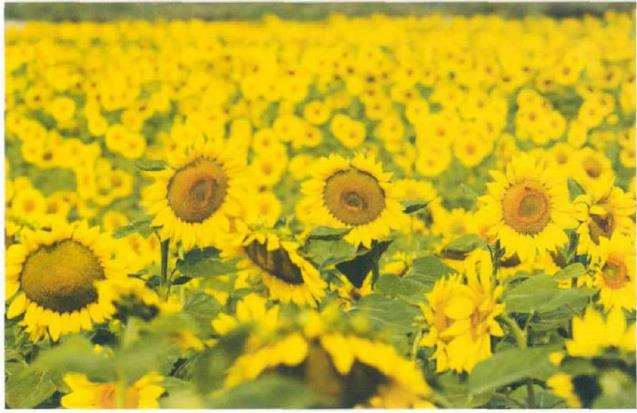 向阳而生 灼灼于人 杭州的向日葵