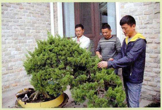 图解 对真柏盆景怎么制作的21个过程