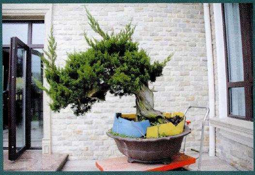 图解 对真柏盆景怎么制作的21个过程