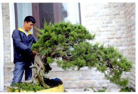 图解 对真柏盆景怎么制作的21个过程