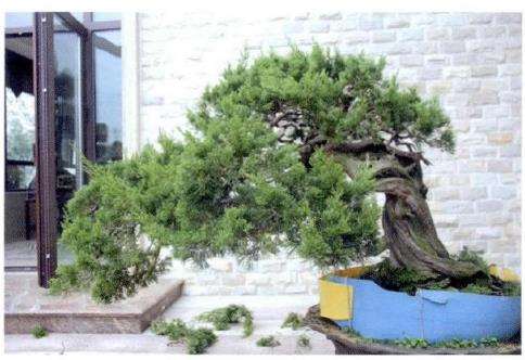 图解 对真柏盆景怎么制作的21个过程