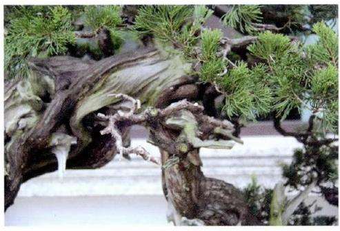 图解 对真柏盆景怎么制作的21个过程