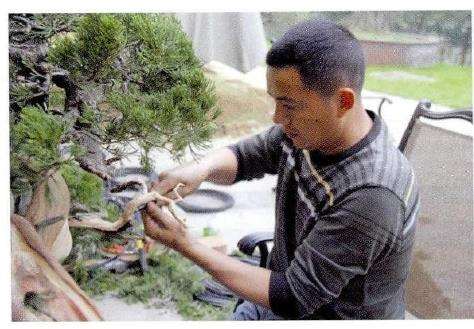 图解 对真柏盆景怎么制作的21个过程