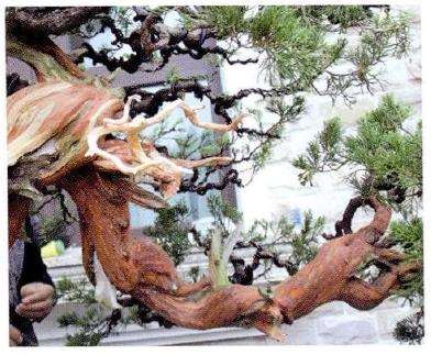 图解 对真柏盆景怎么制作的21个过程