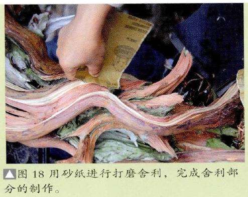 图解 对真柏盆景怎么制作的21个过程