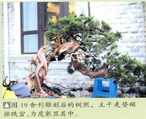 图解 对真柏盆景怎么制作的21个过程