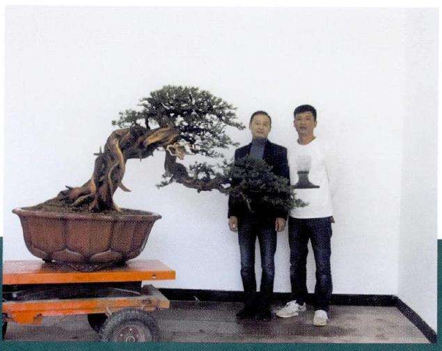 图解 对真柏盆景怎么制作的21个过程