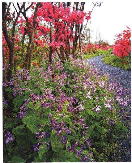 打卡草花类花园植物