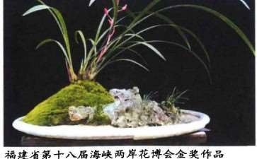 记杨礼松 陈月常夫妇种兰花叙事