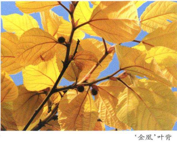 金凰构树怎么栽植浇水的3个方法