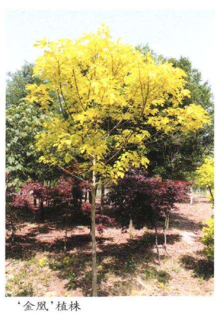 构树在园林应用中怎么整形修剪的方法