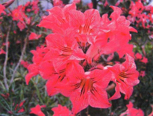 中国盆栽植物怎么生产的4个概况 图片