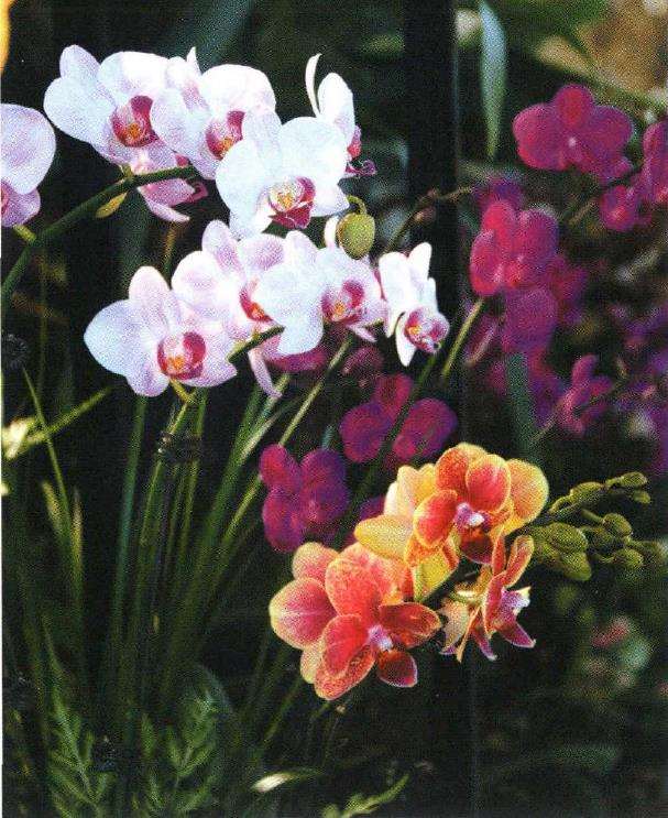 中国盆栽植物怎么生产的4个概况 图片